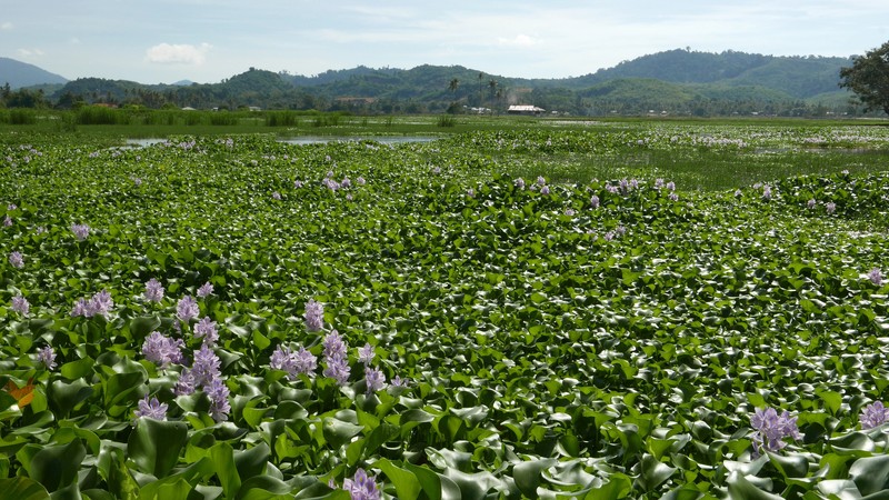 Common Water Hyacinth photo 8