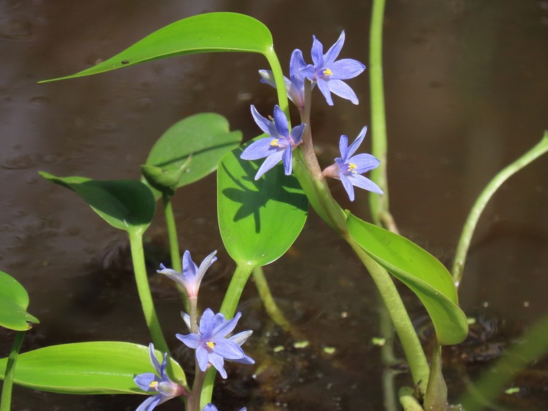 Pontederia cyanea