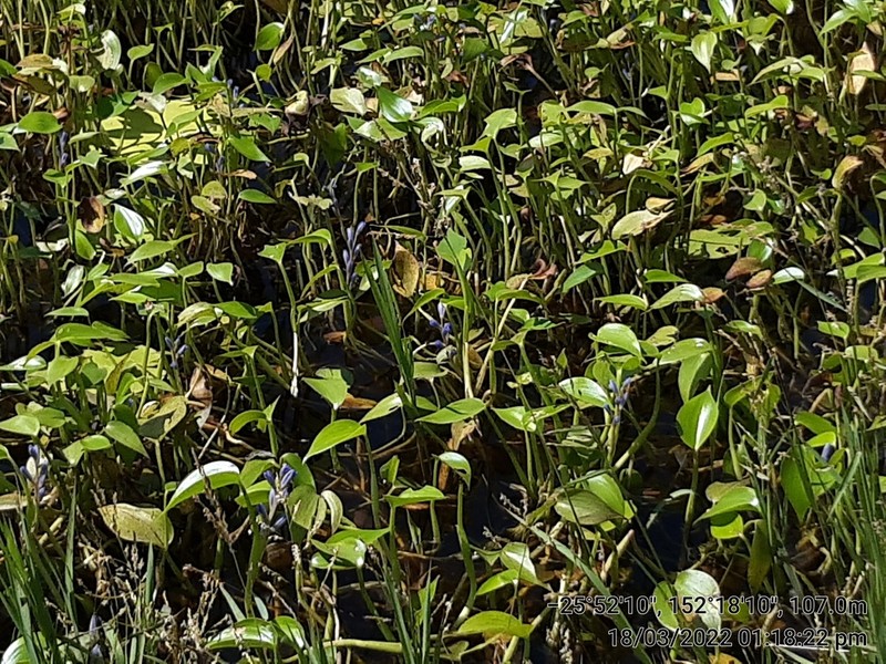 Pontederia cyanea photo 2