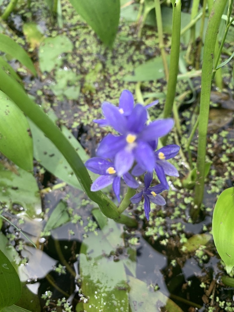 Pontederia cyanea photo 3