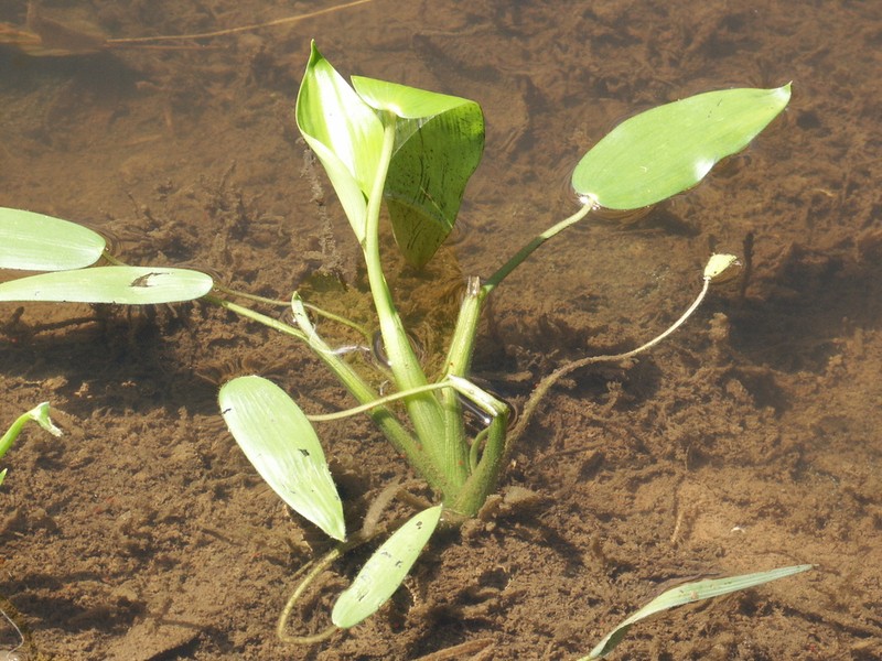 Pontederia cyanea photo 4
