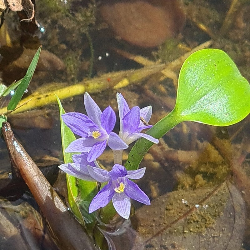 Pontederia cyanea photo 5