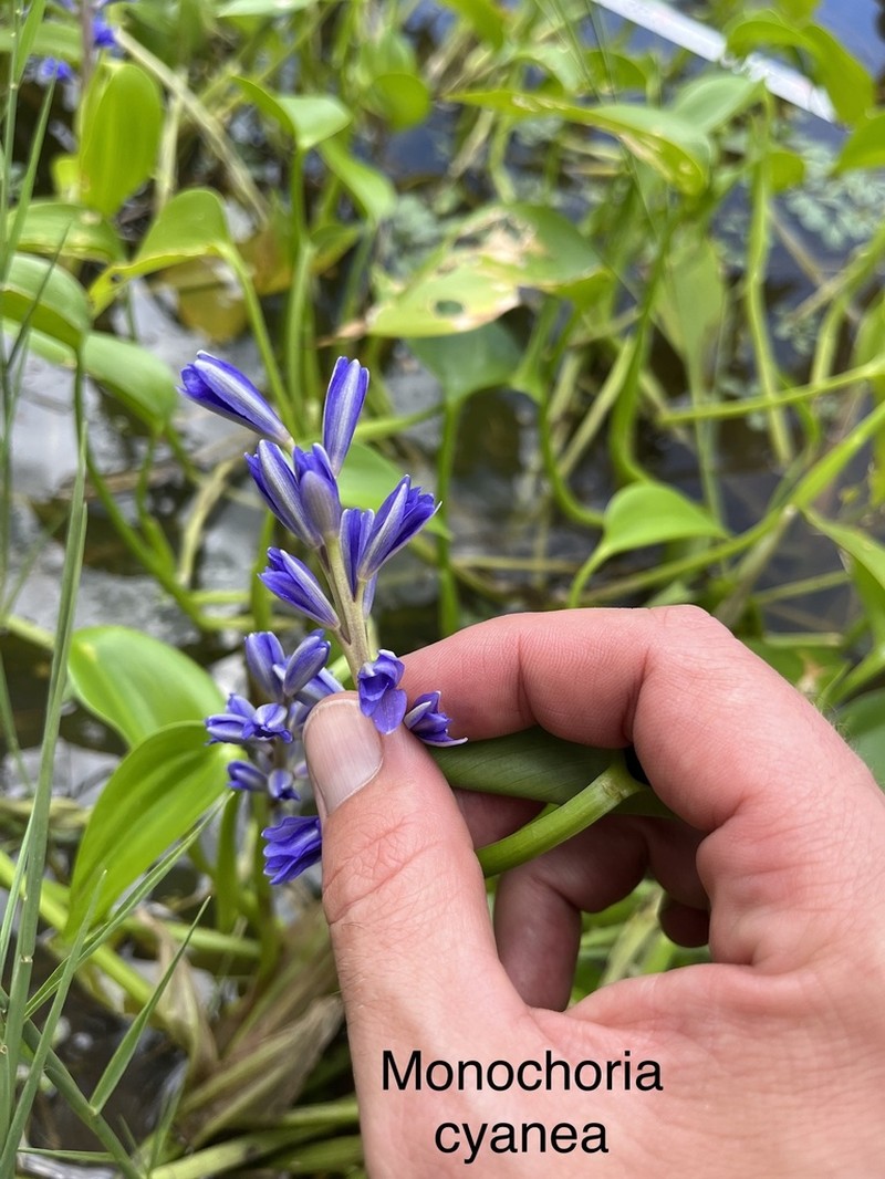 Pontederia cyanea photo 6