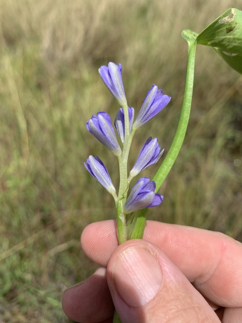 Pontederia cyanea photo 7