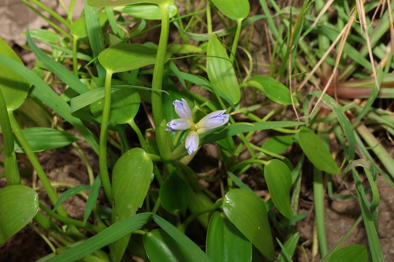 Pontederia cyanea photo 8