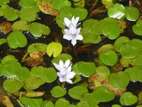 Variableleaf Water Hyacinth