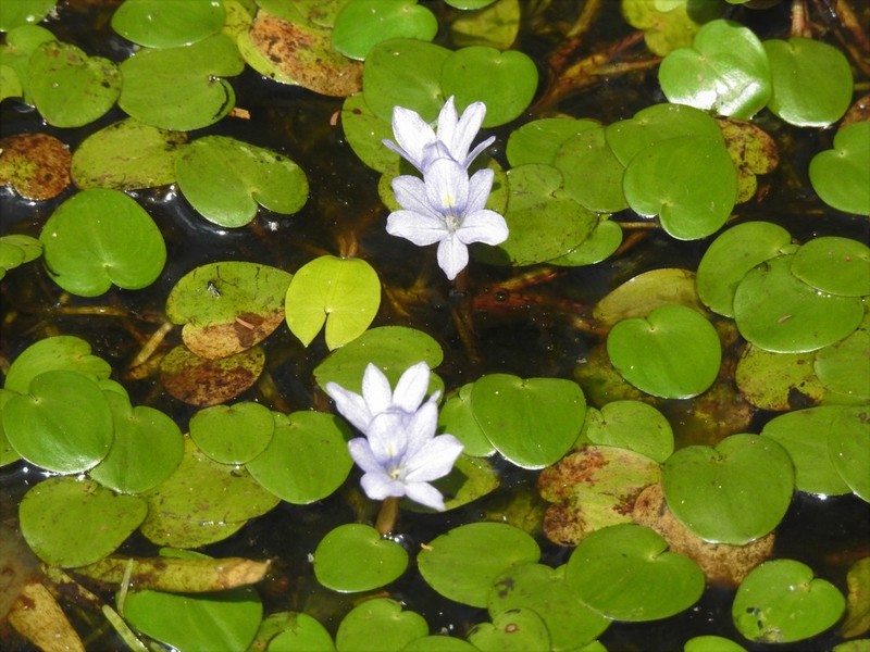 Variableleaf Water Hyacinth