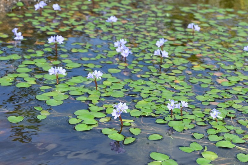 Variableleaf Water Hyacinth photo 2