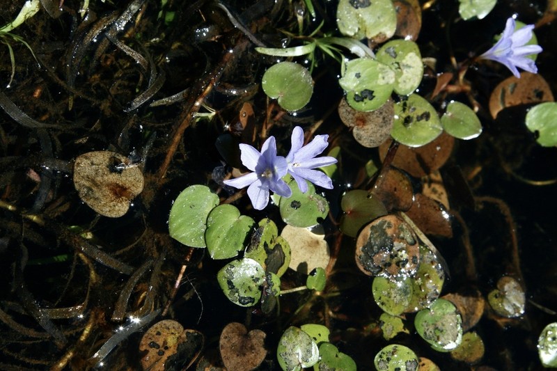 Variableleaf Water Hyacinth photo 3
