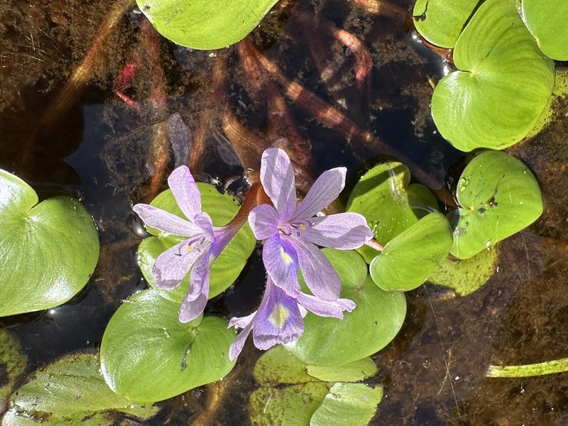 Variableleaf Water Hyacinth photo 4