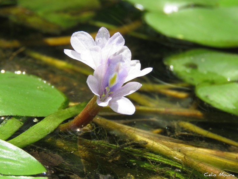 Variableleaf Water Hyacinth photo 5