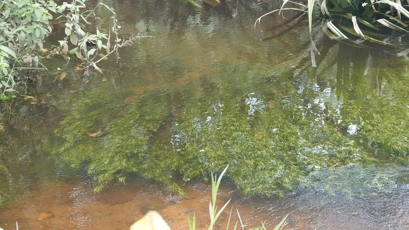 Variableleaf Water Hyacinth photo 6