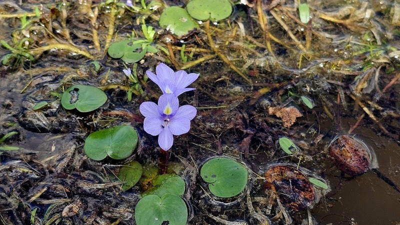 Variableleaf Water Hyacinth photo 7