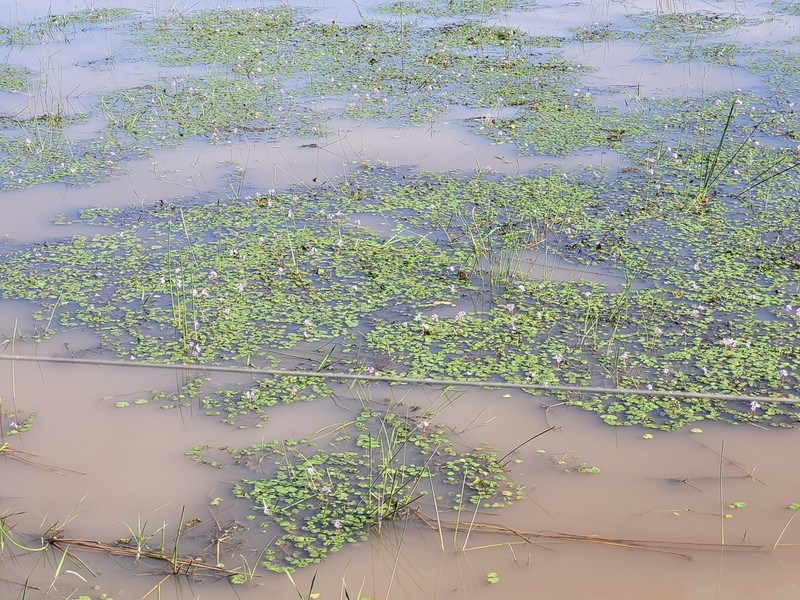 Variableleaf Water Hyacinth photo 8