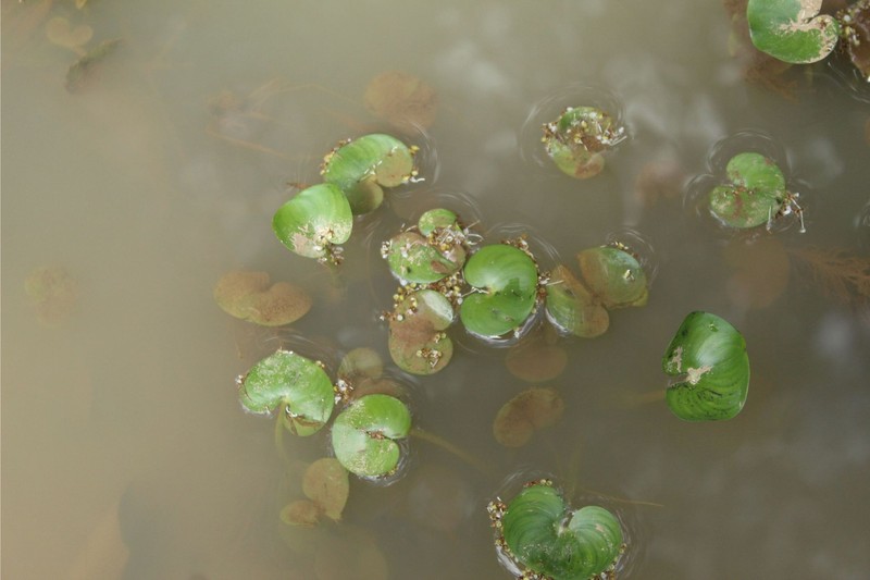 Variableleaf Water Hyacinth