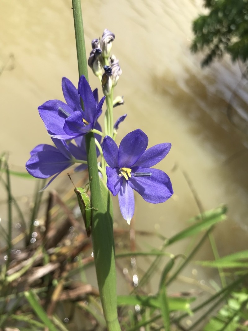 Pontederia elata