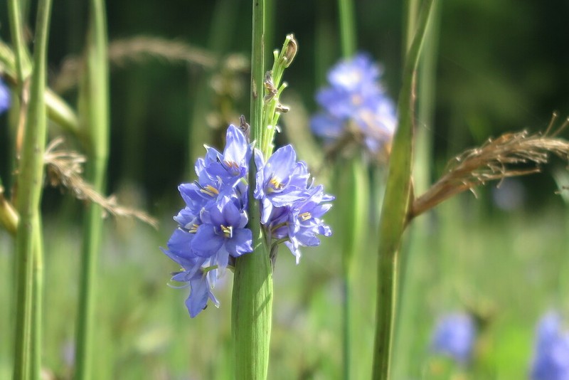 Pontederia elata photo 2
