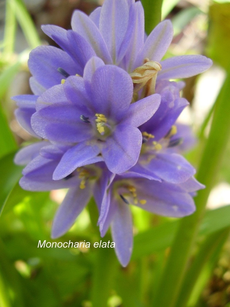 Pontederia elata photo 4