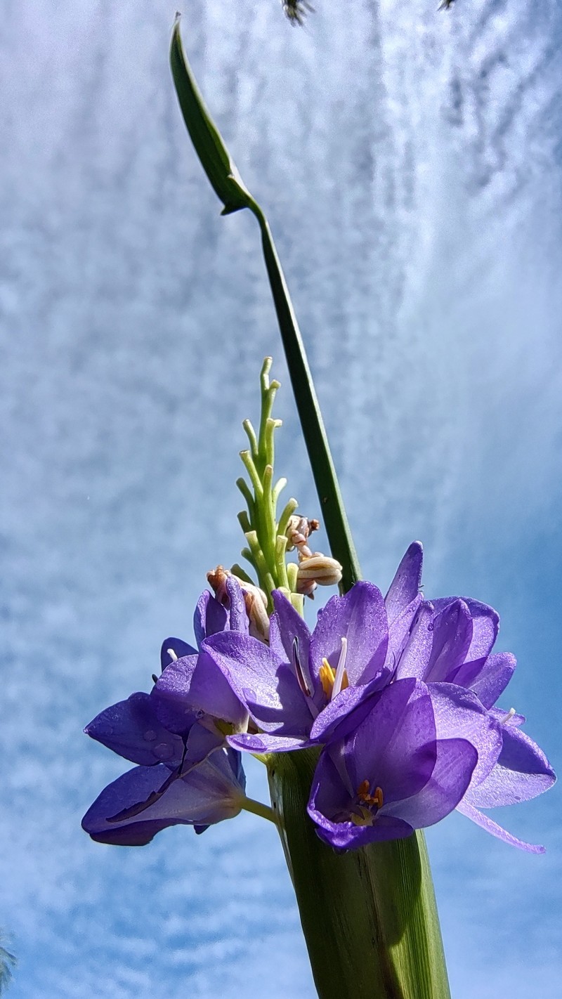 Pontederia elata photo 5