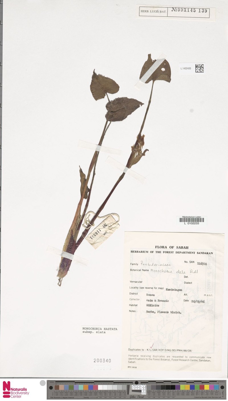Pontederia elata photo 6