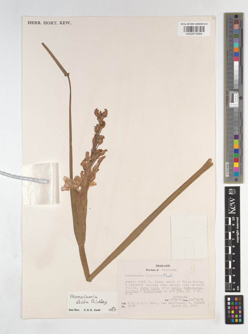 Pontederia elata photo 7