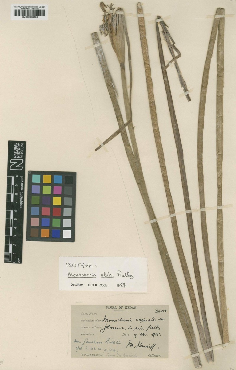 Pontederia elata photo 8