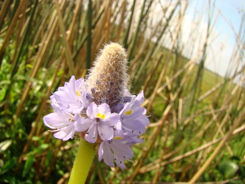 Pontederia gigantea photo 2