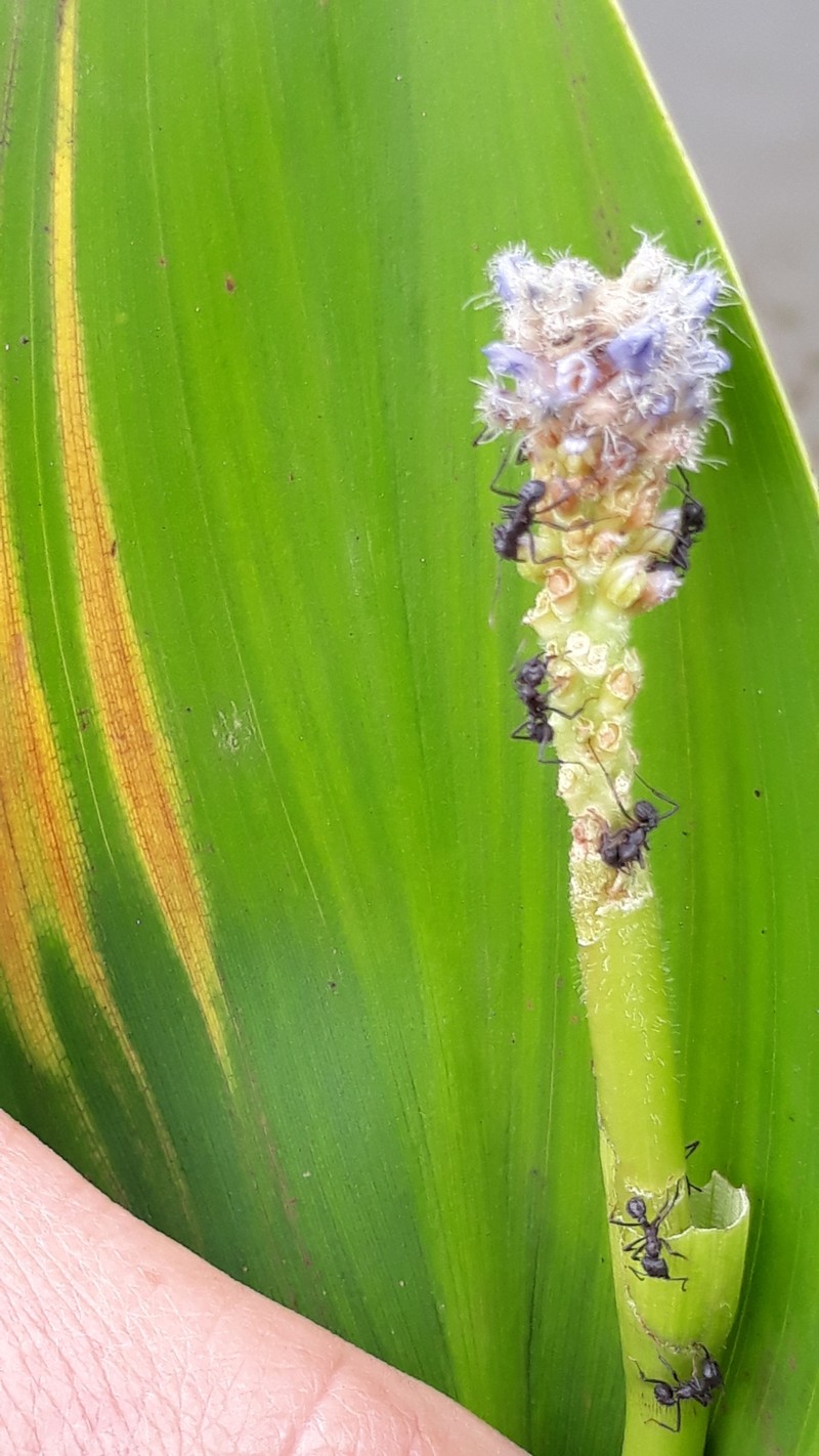 Pontederia gigantea photo 3