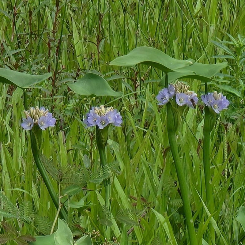arrowleaf false pickerelweed