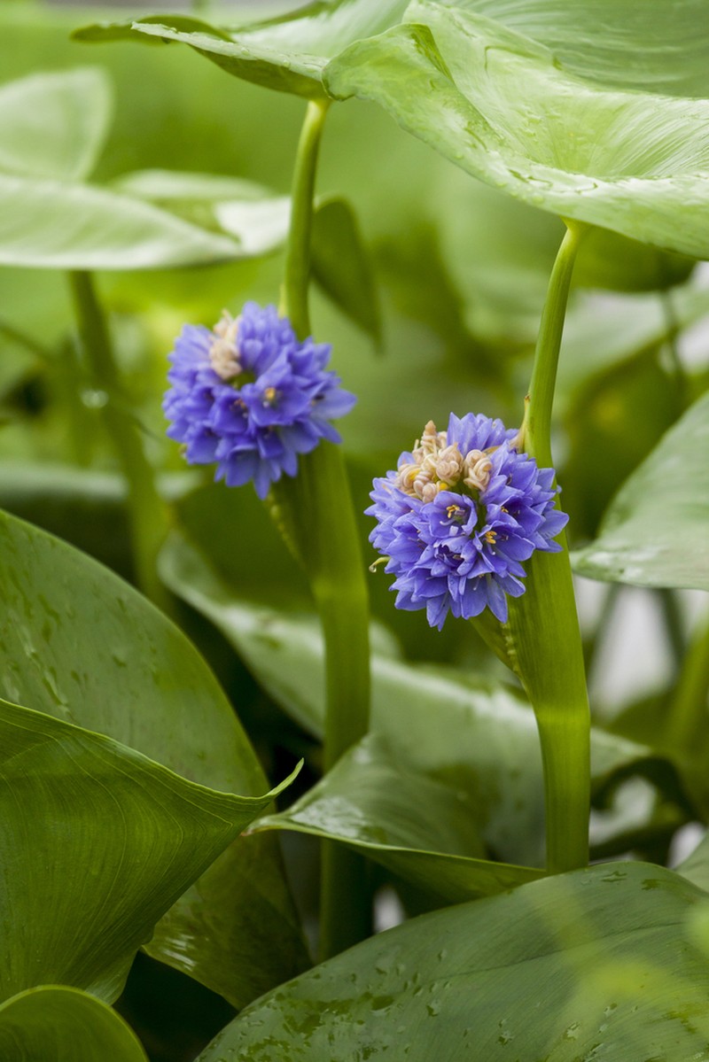 arrowleaf false pickerelweed photo 2