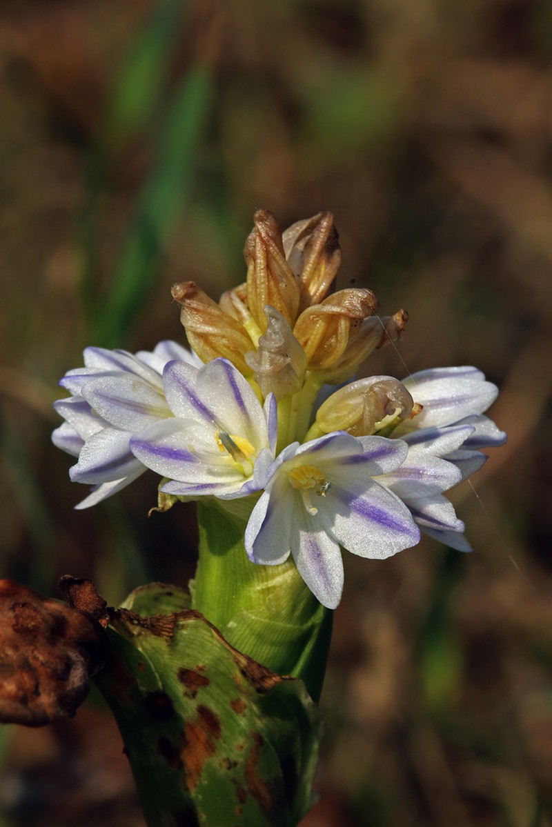 arrowleaf false pickerelweed photo 3