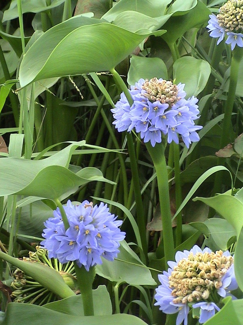 arrowleaf false pickerelweed photo 4