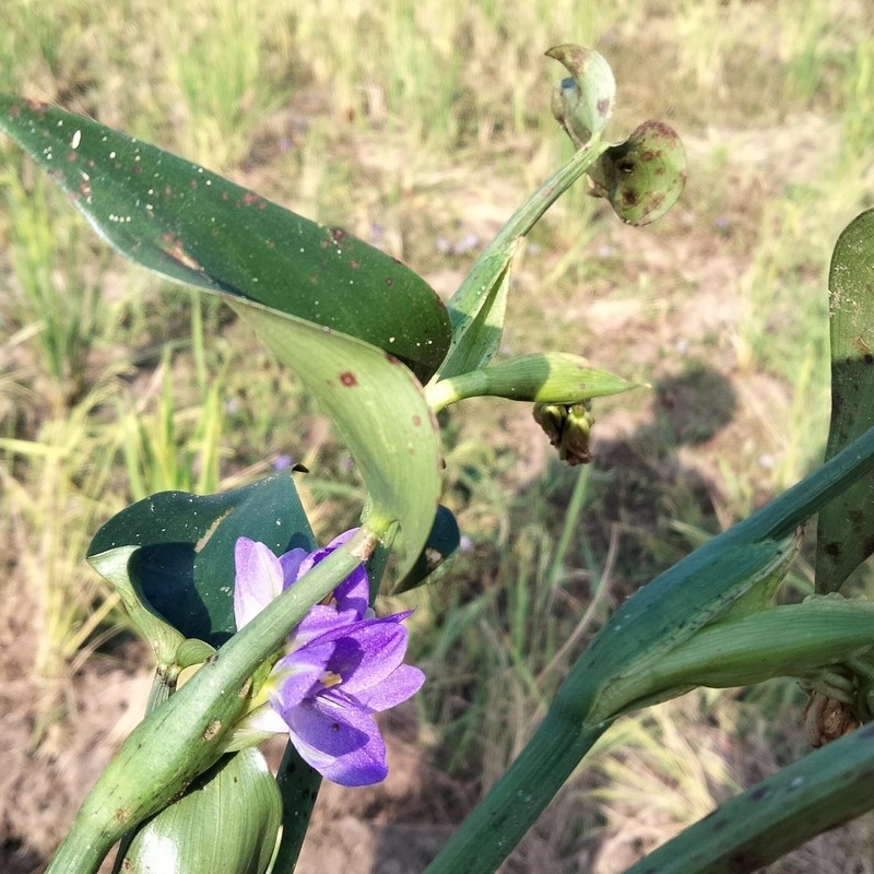arrowleaf false pickerelweed photo 5
