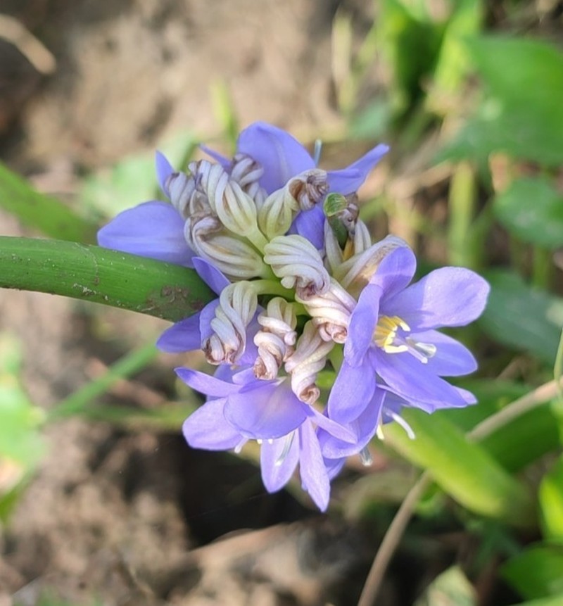 arrowleaf false pickerelweed photo 6