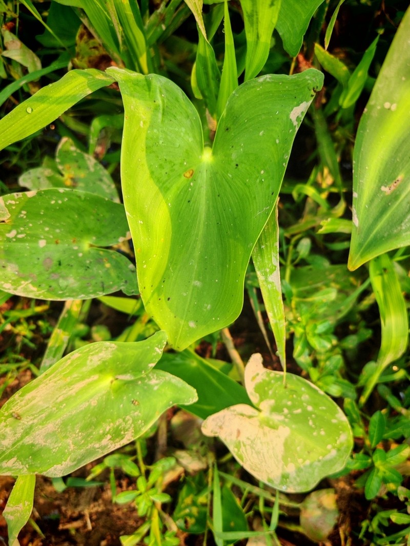 arrowleaf false pickerelweed photo 7