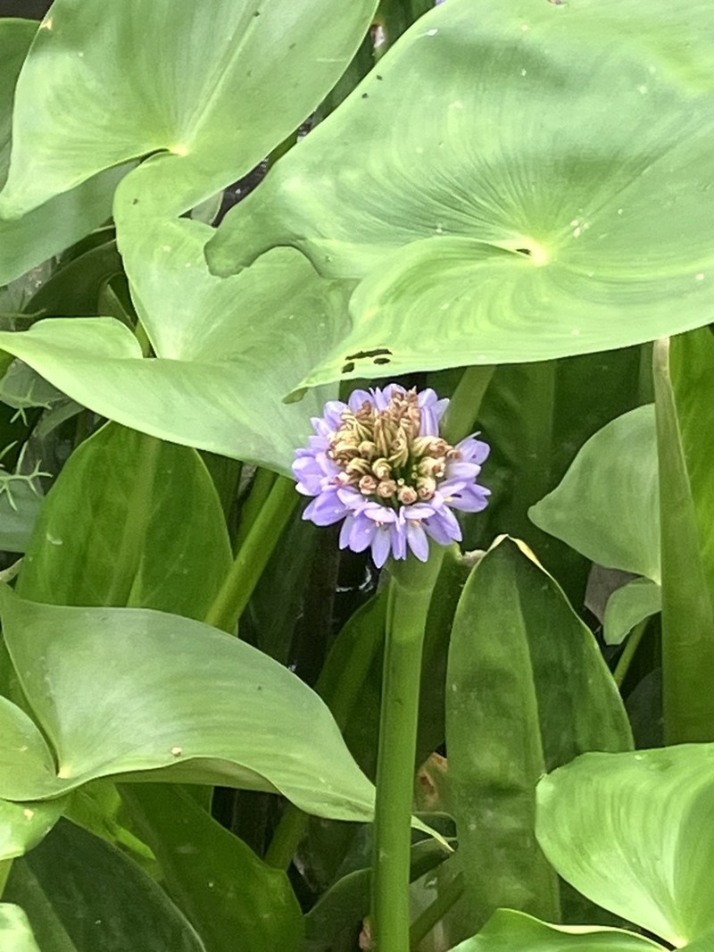 arrowleaf false pickerelweed photo 8