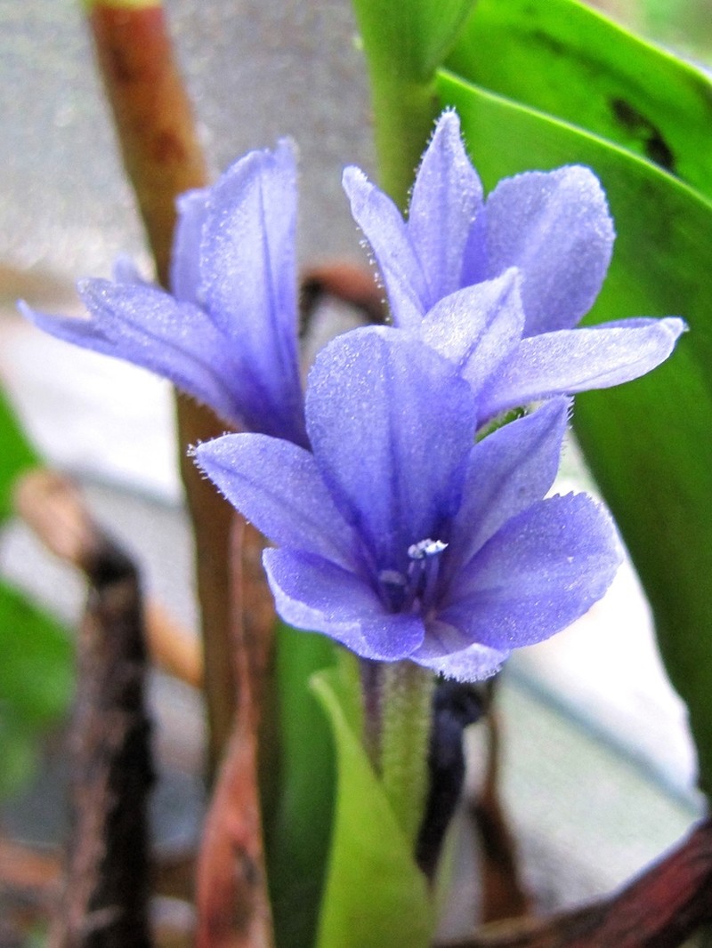 Pontederia heterosperma photo 3