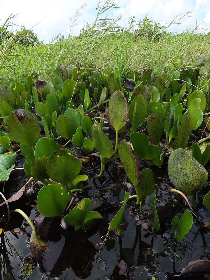 Pontederia heterosperma photo 4