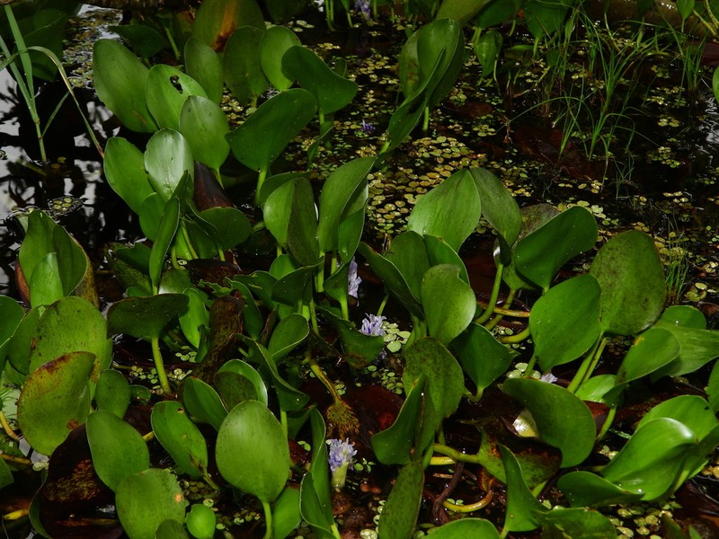Pontederia heterosperma photo 5