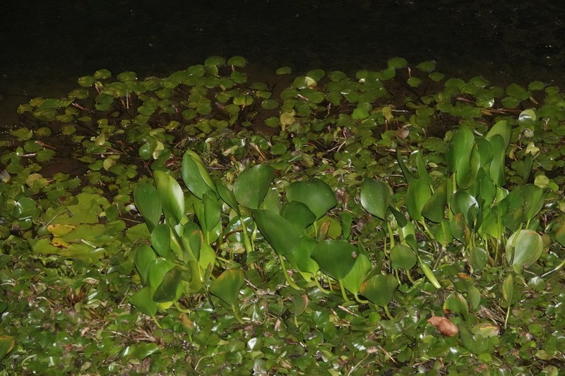 Pontederia heterosperma photo 8