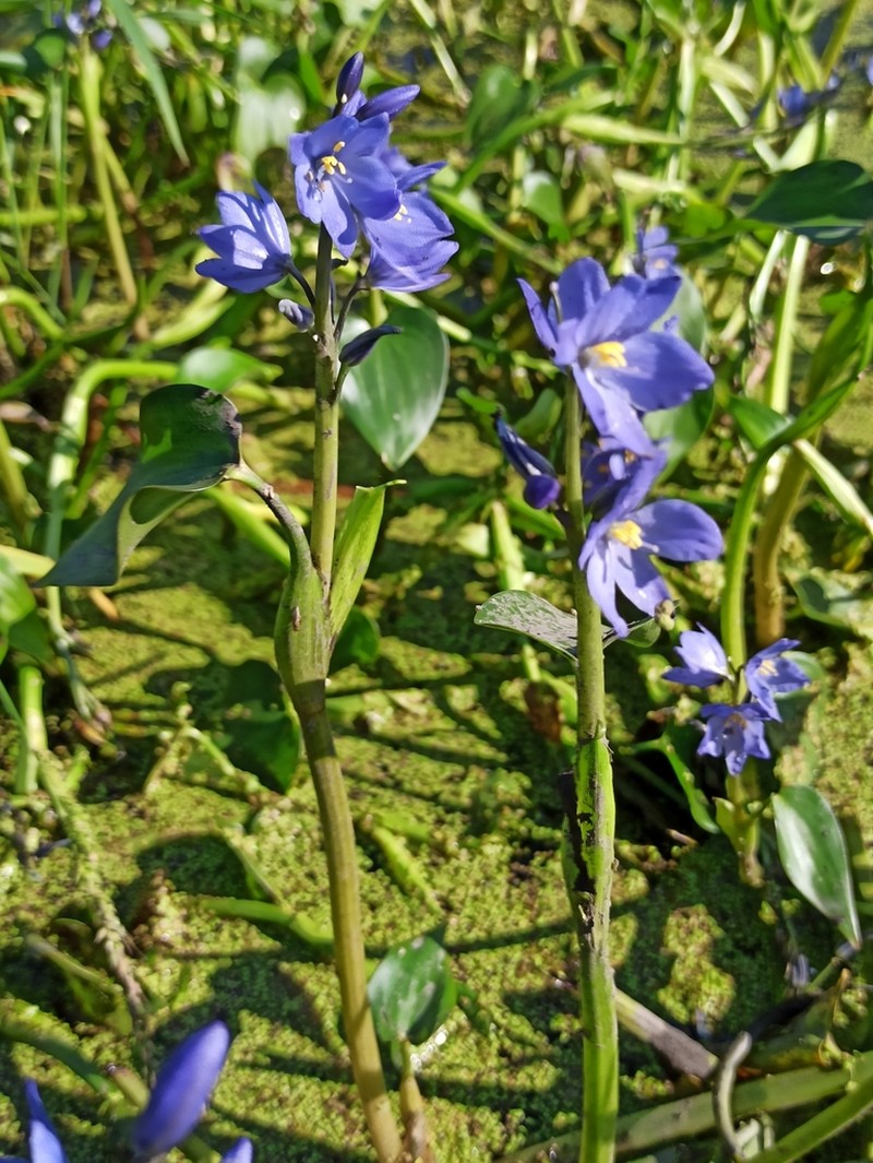 Pontederia korsakowii