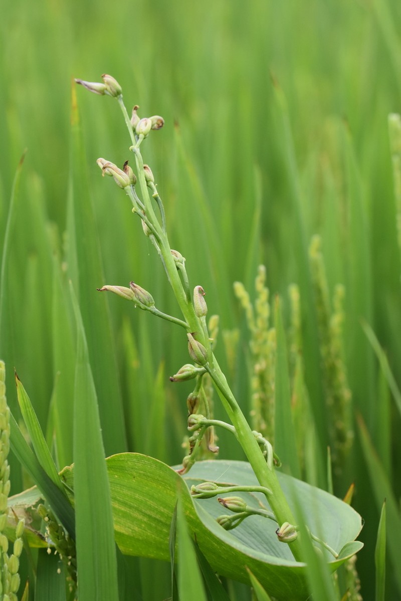 Pontederia korsakowii photo 3