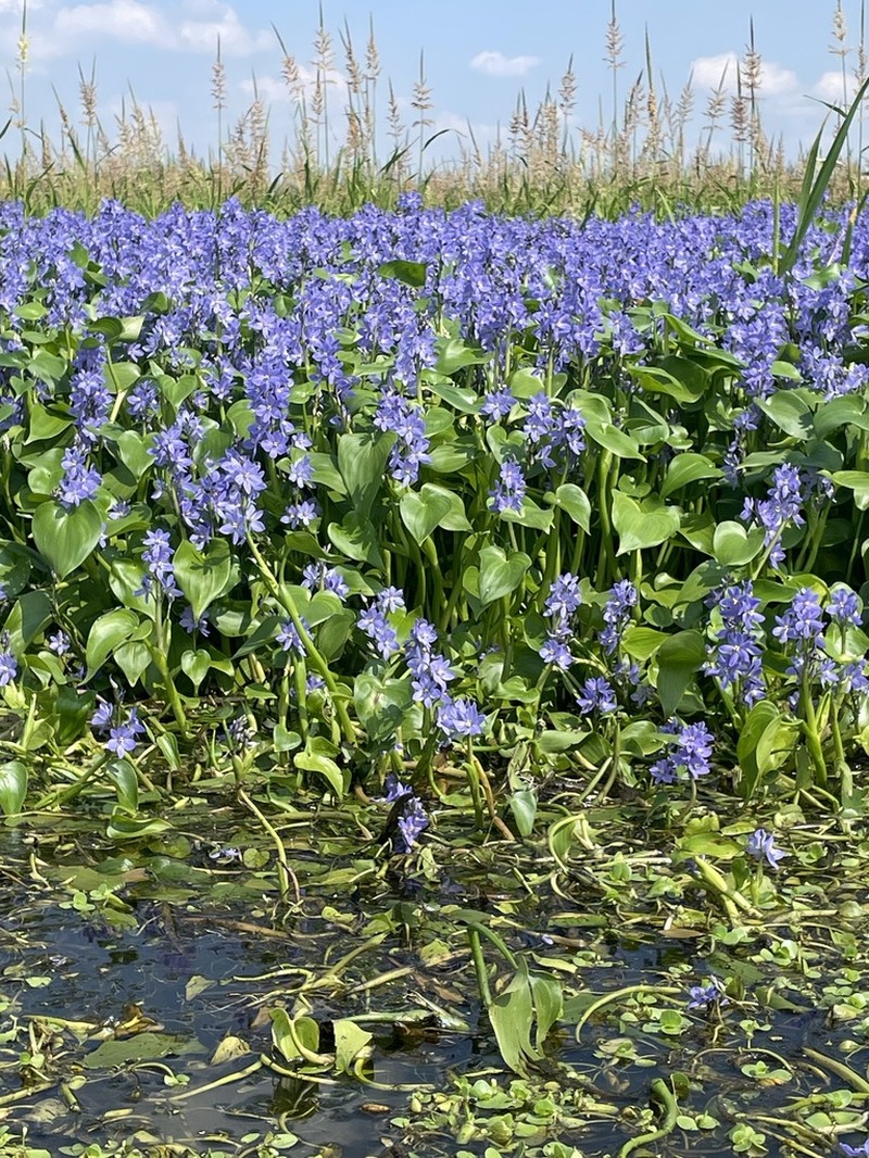 Pontederia korsakowii photo 5