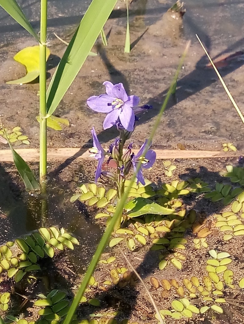 Pontederia korsakowii photo 6