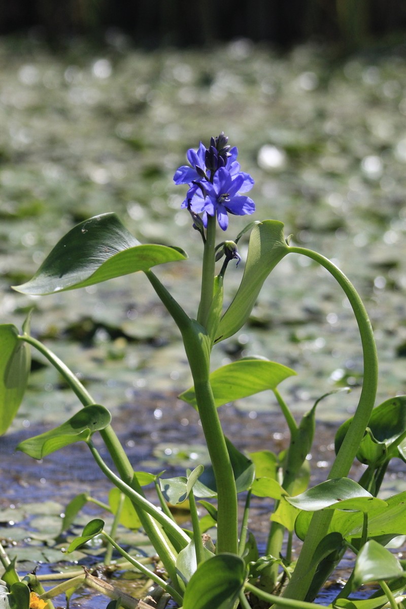 Pontederia korsakowii photo 7