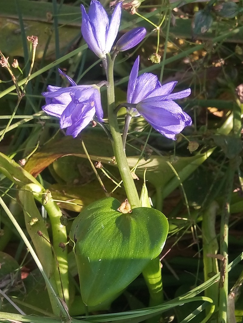 Pontederia korsakowii photo 8