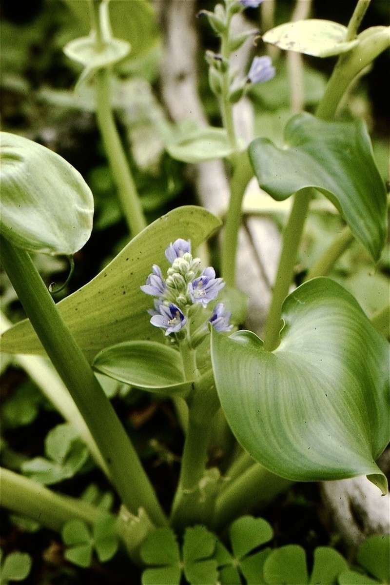 Pontederia meyeri