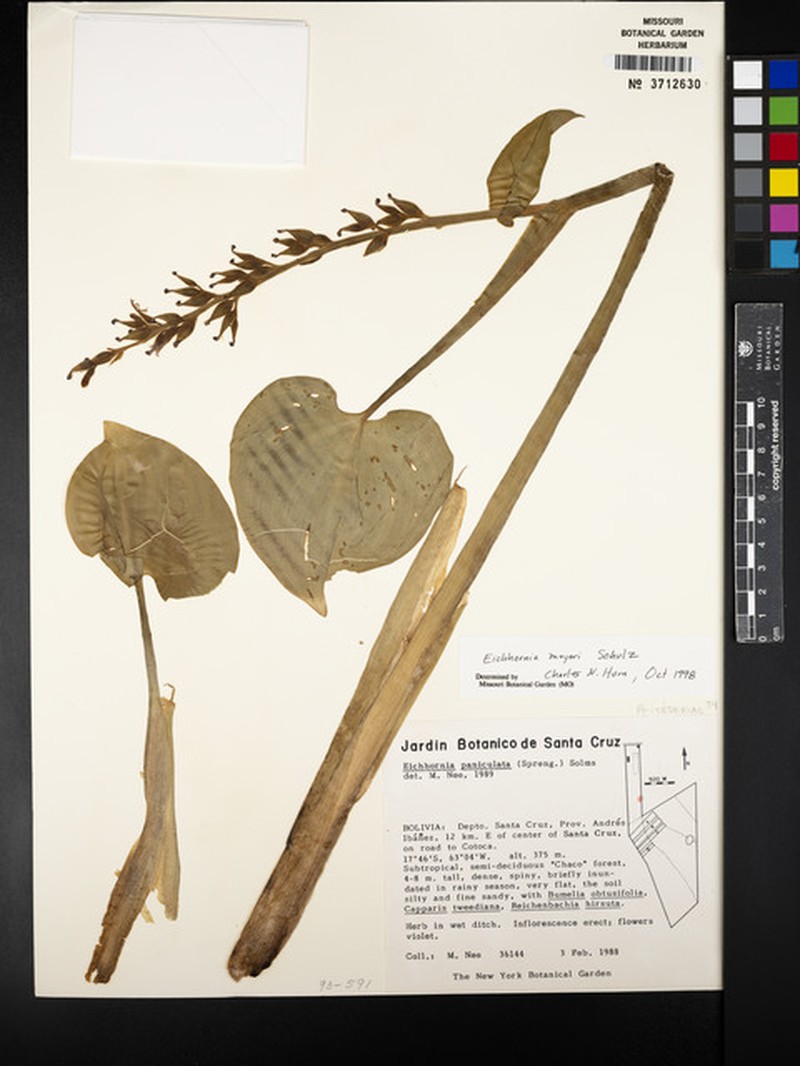 Pontederia meyeri photo 3