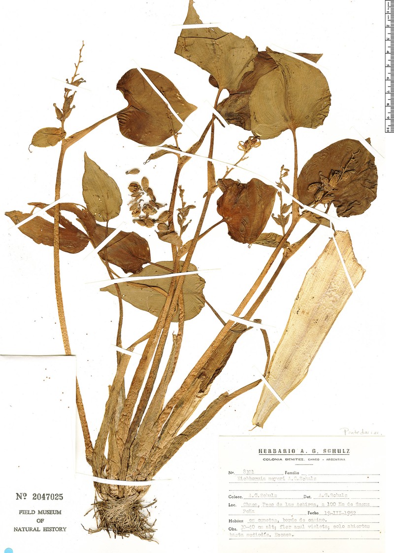 Pontederia meyeri photo 4