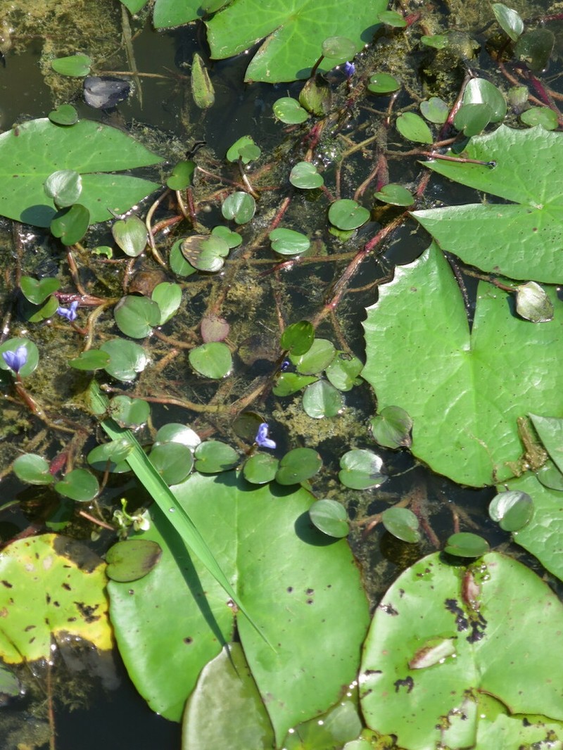 Pontederia natans photo 3